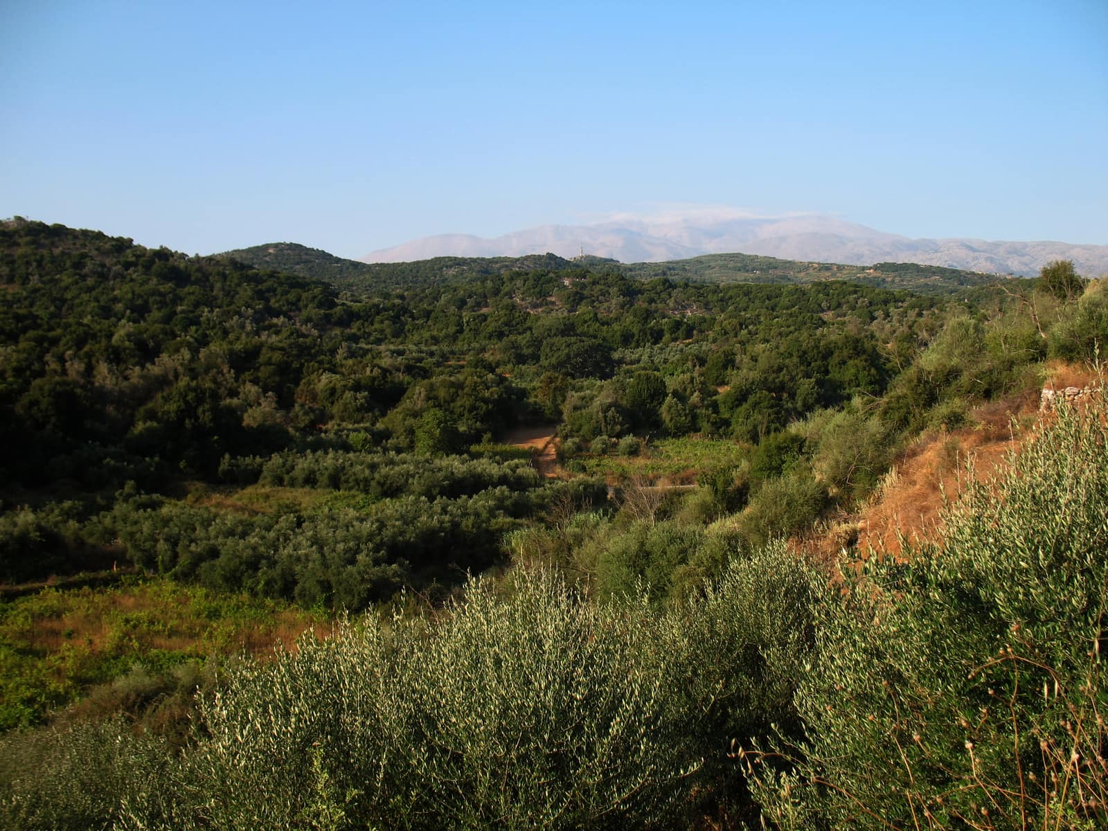 Olive trees on Crete, with Psiloritis in the distance. A lived agricultural landscape of the kind later sampled, measured, and turned into a portable model.