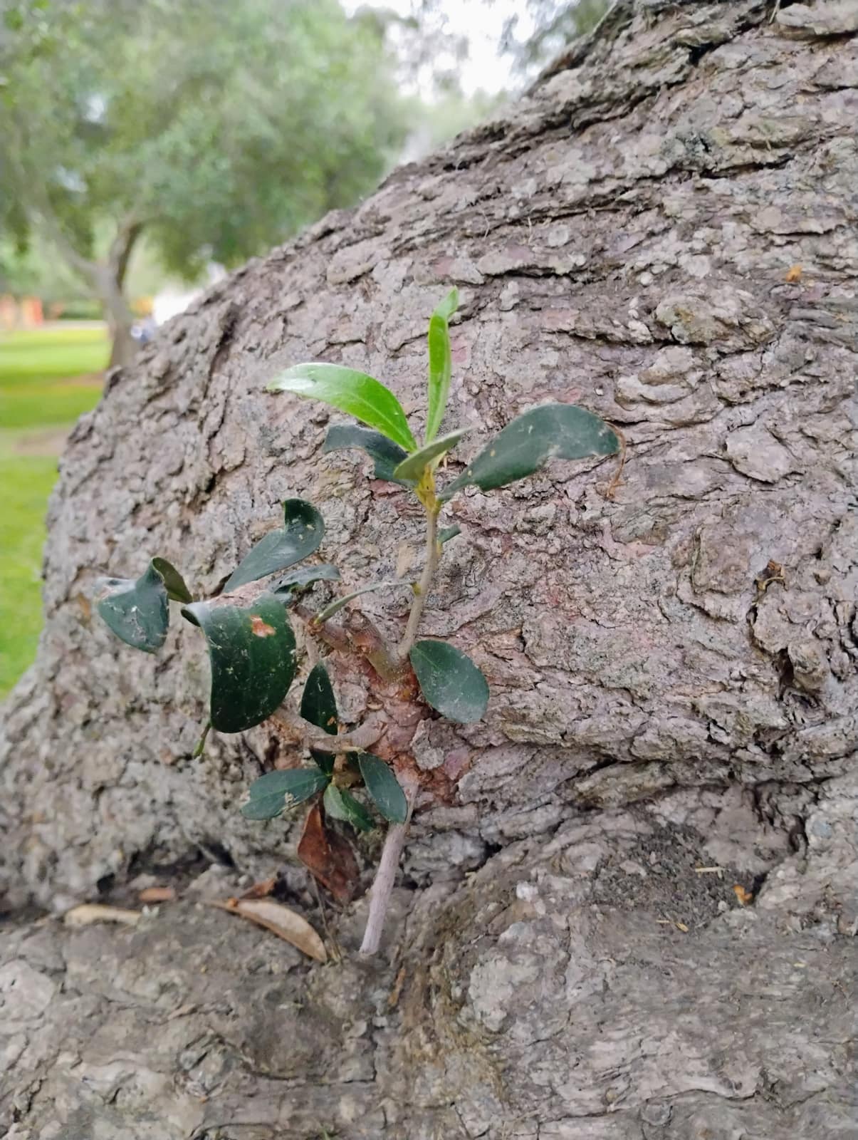 New growth from old bark in El Olivar. The grove is not a frozen original. It has been lived in, cut, and renewed.