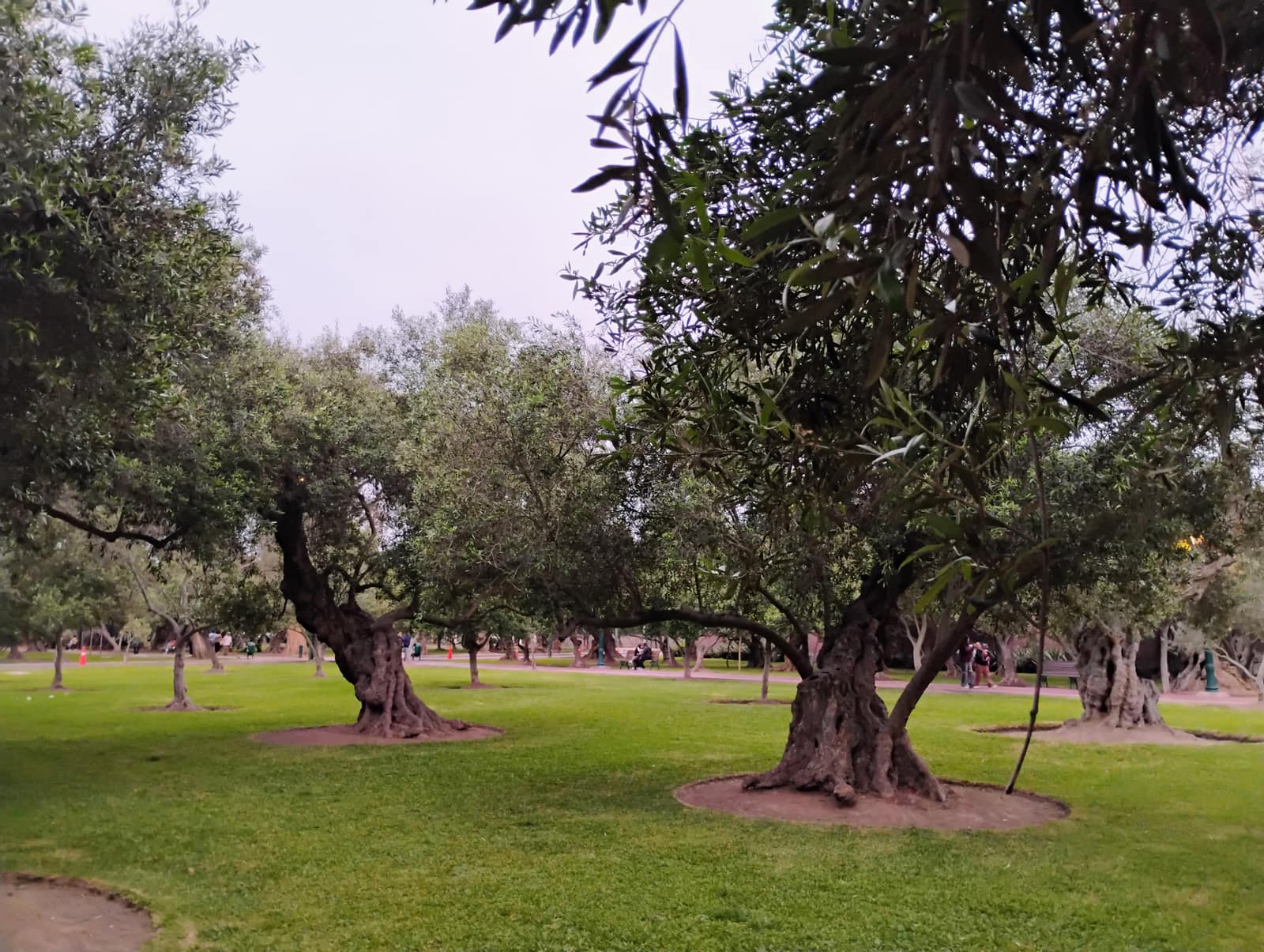 Olive trees standing in an urban park in El Olivar, San Isidro, Lima.