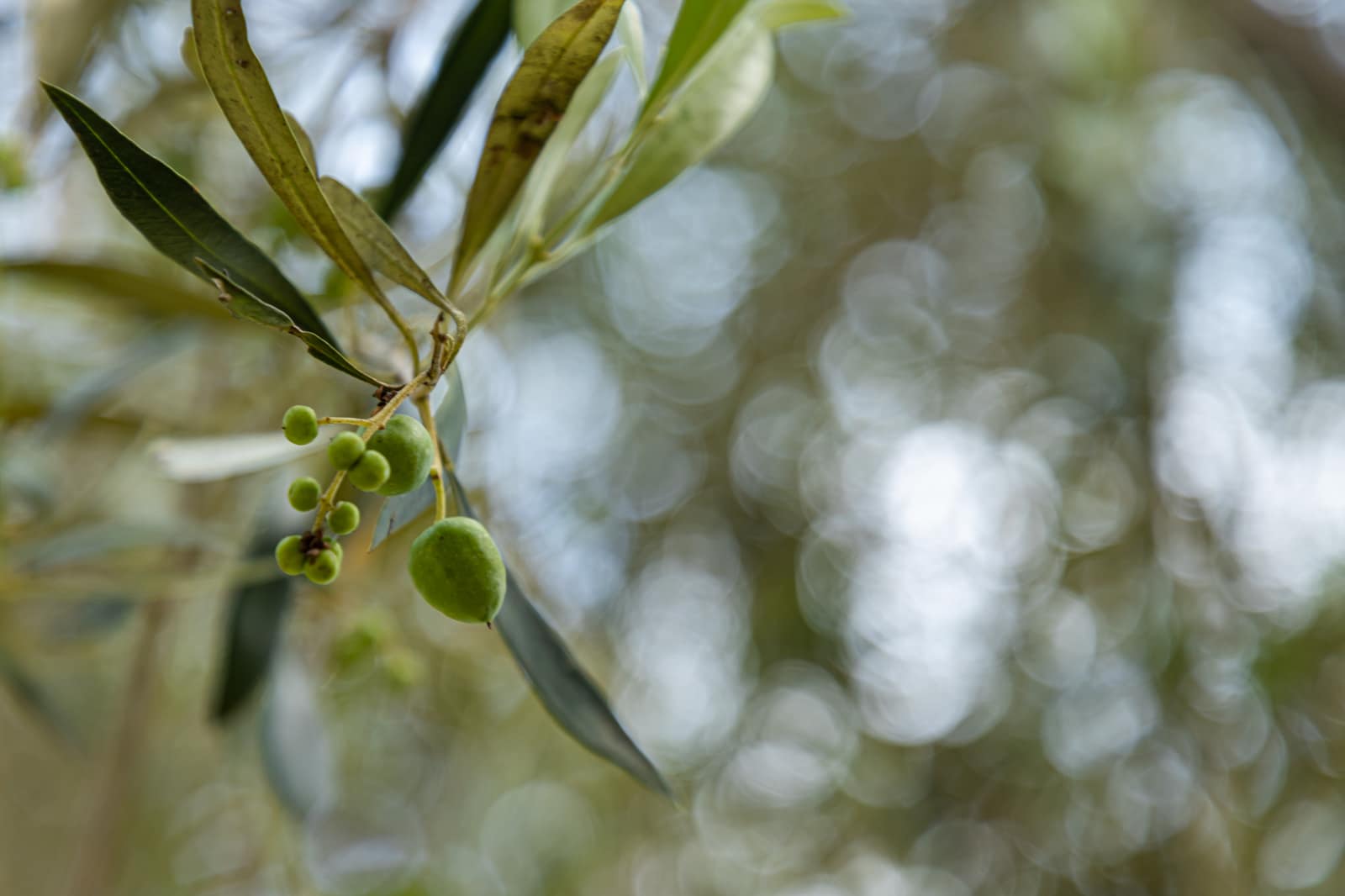 Fruit still green on the tree in El Olivar, San Isidro. Color at harvest is a decision as much as a variety.