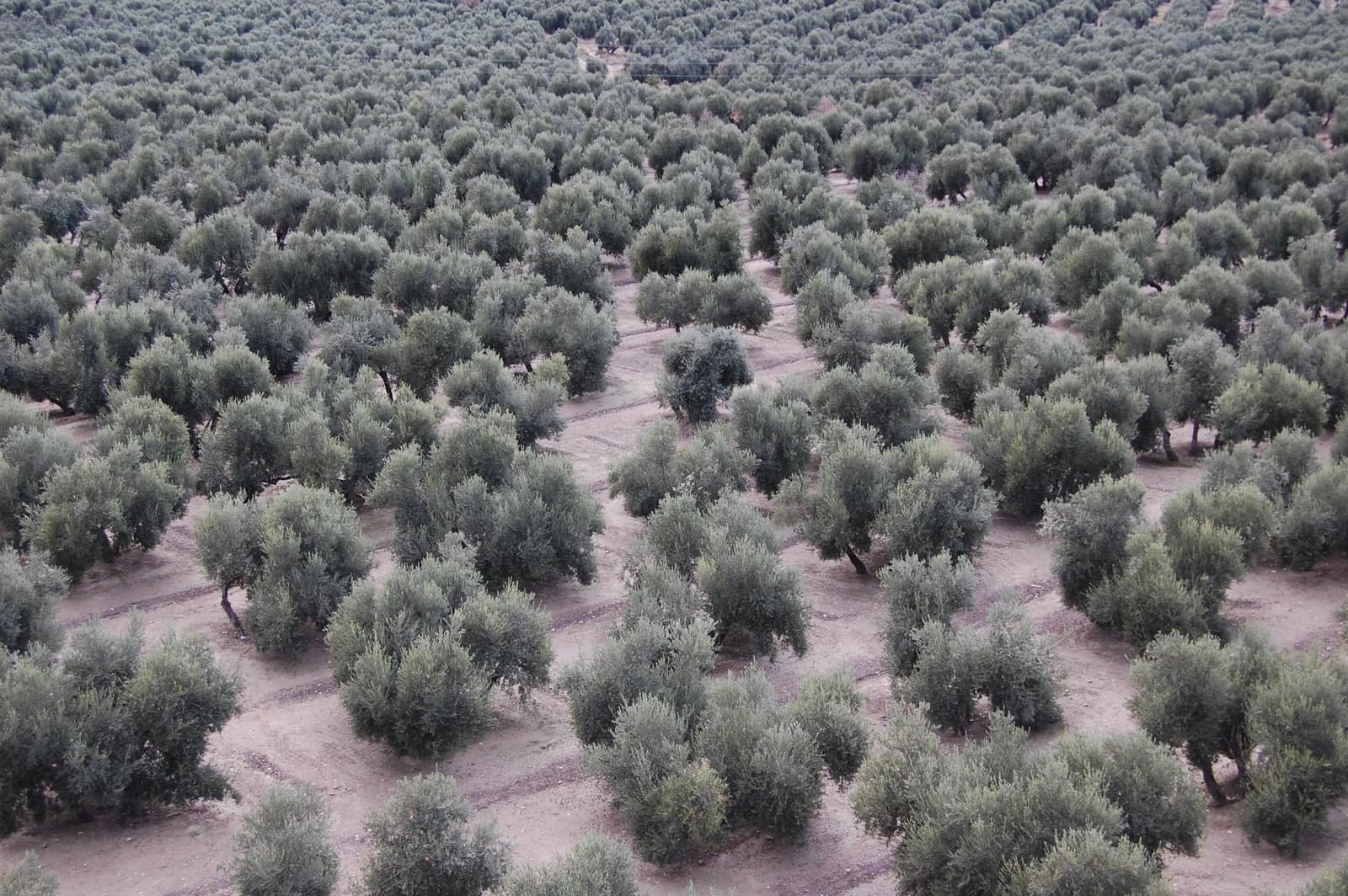 Olive groves near Baeza, in the province of Jaén. Individual trees, planted in rows, recede across dry ground.