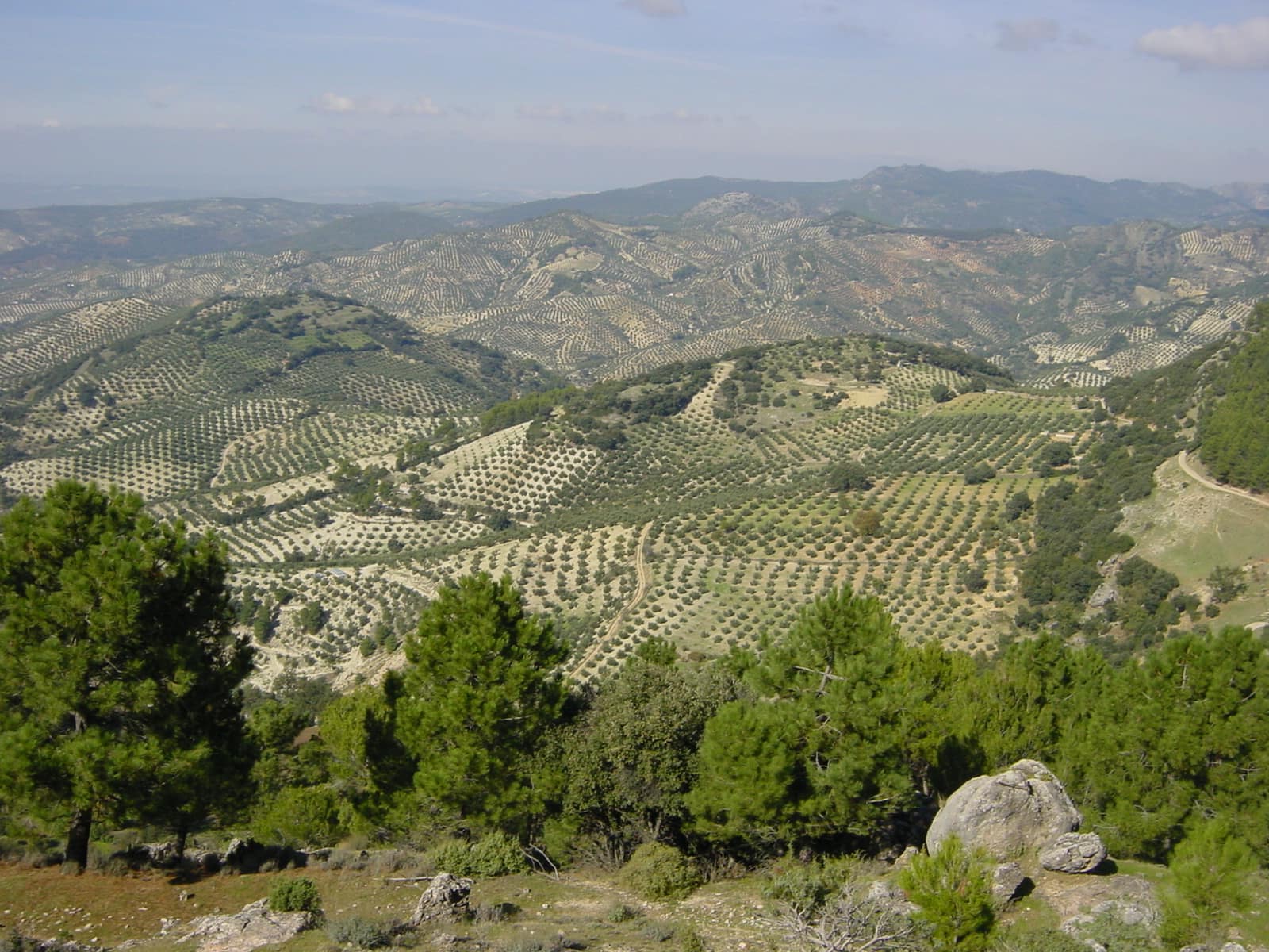 Rows of olive trees extending across rolling agricultural land in Jaén, Andalucía.